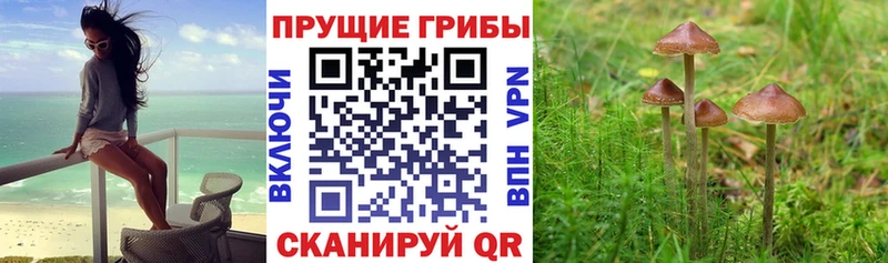 где купить наркоту  Борзя  Псилоцибиновые грибы мицелий 